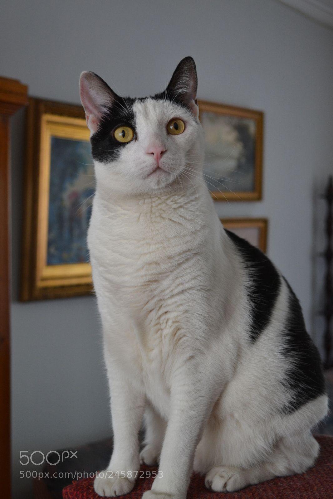 Nikon D3100 sample photo. Charlotte (iii) photography