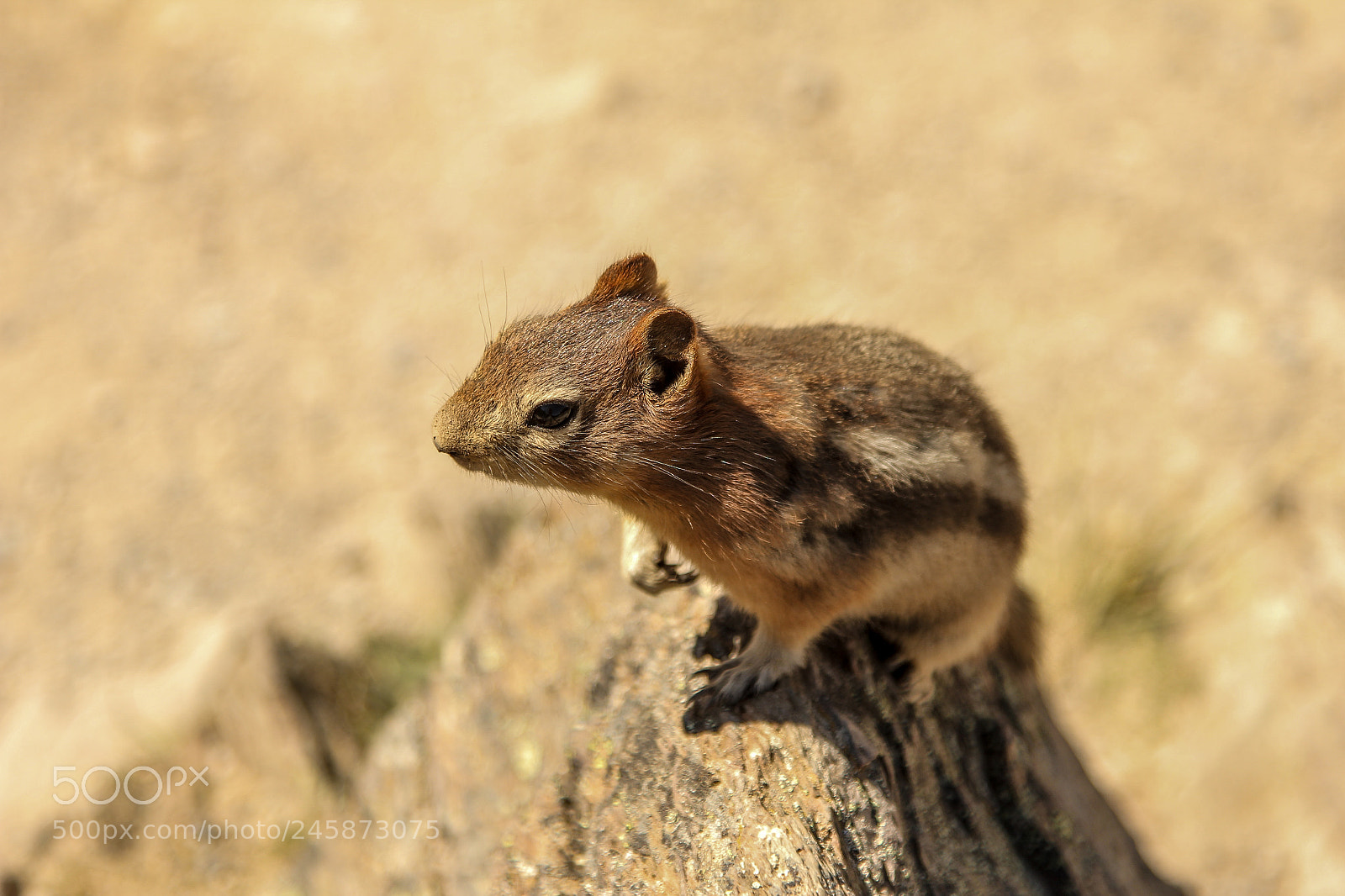 Canon EOS 60D sample photo. Critter photography