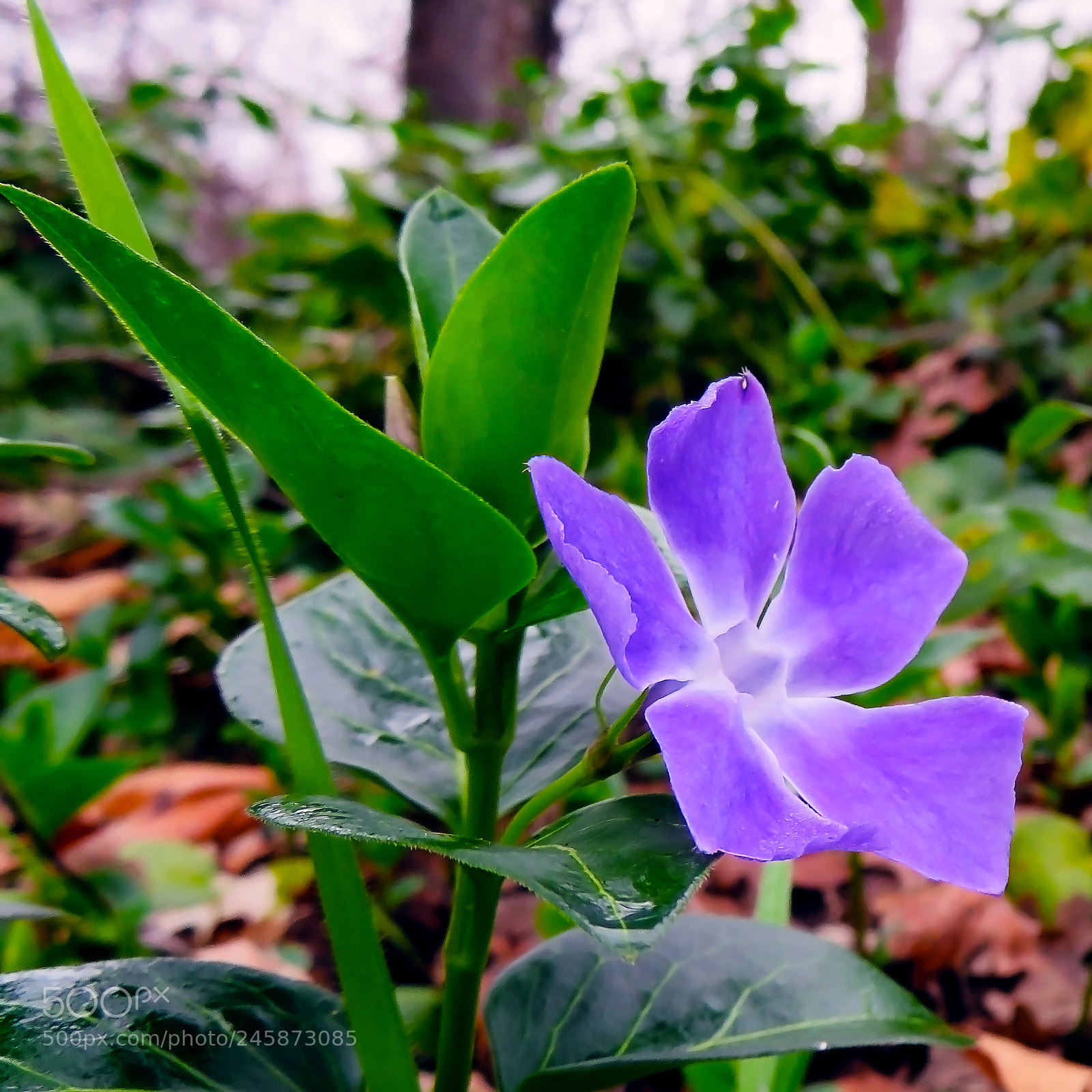 Canon PowerShot SX720 HS sample photo. Violetflower photography