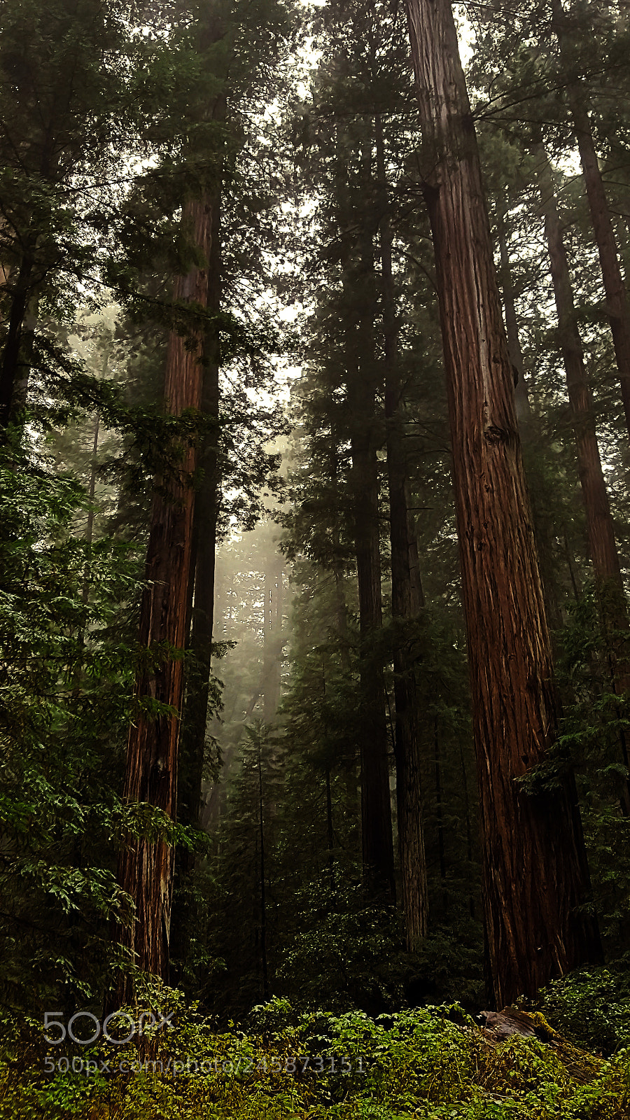 Samsung Galaxy S6 sample photo. Entering the redwoods photography