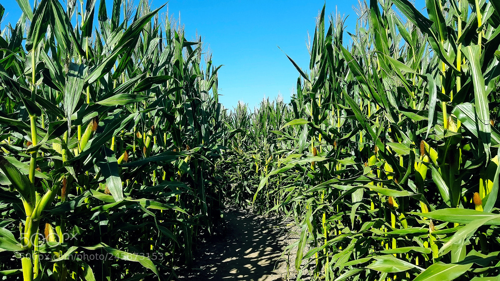 Samsung Galaxy S6 sample photo. Enter the corn maze photography