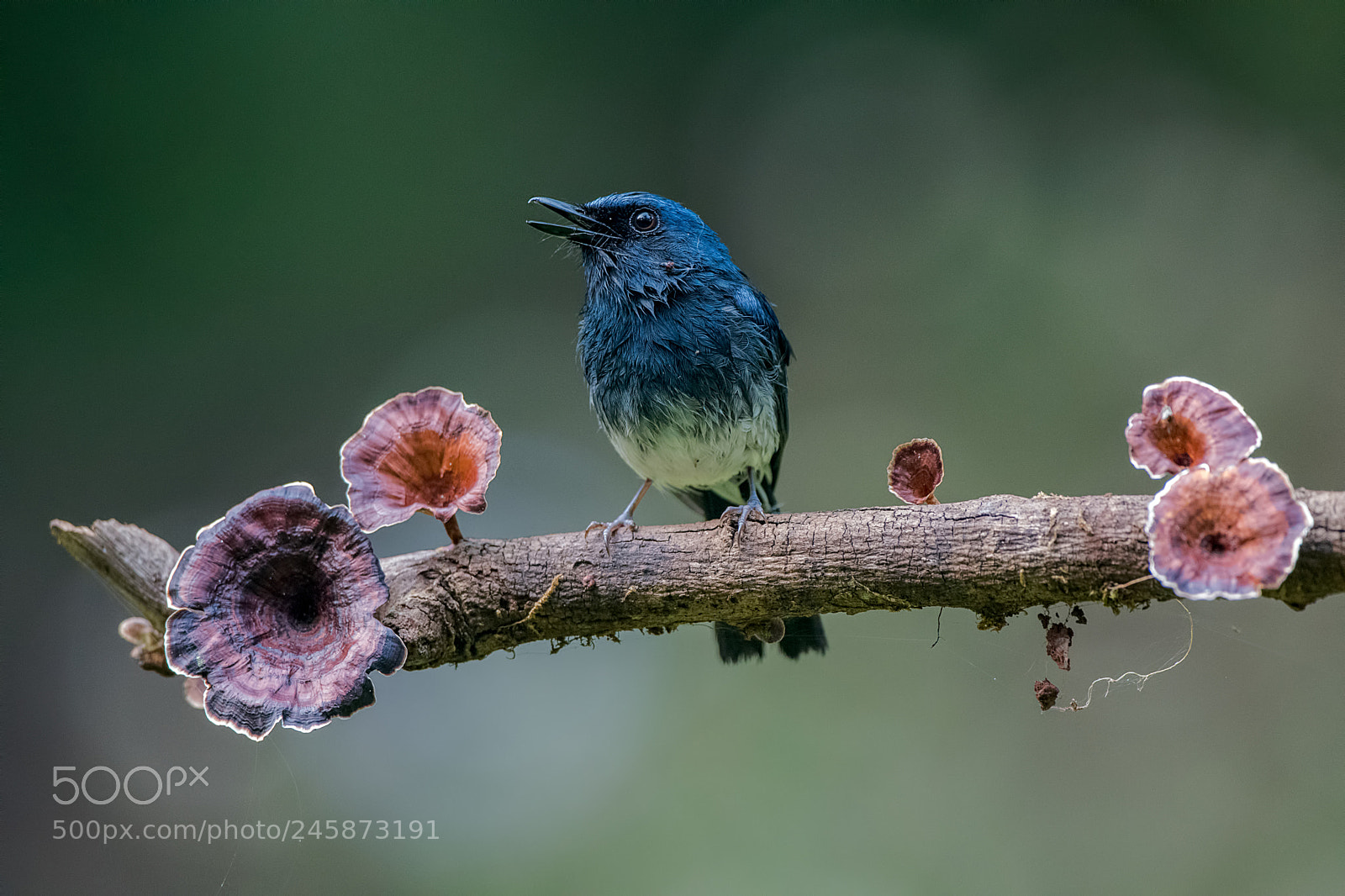 Nikon D500 sample photo. White bellied blue flycatcher photography
