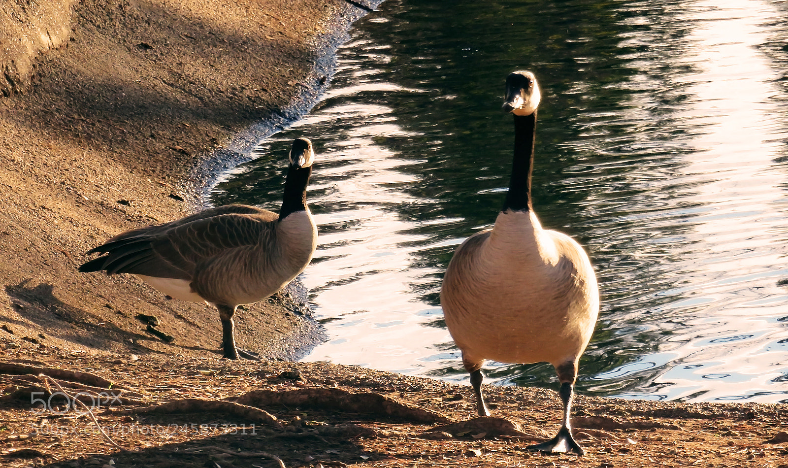 Canon PowerShot SX720 HS sample photo. Geese photography