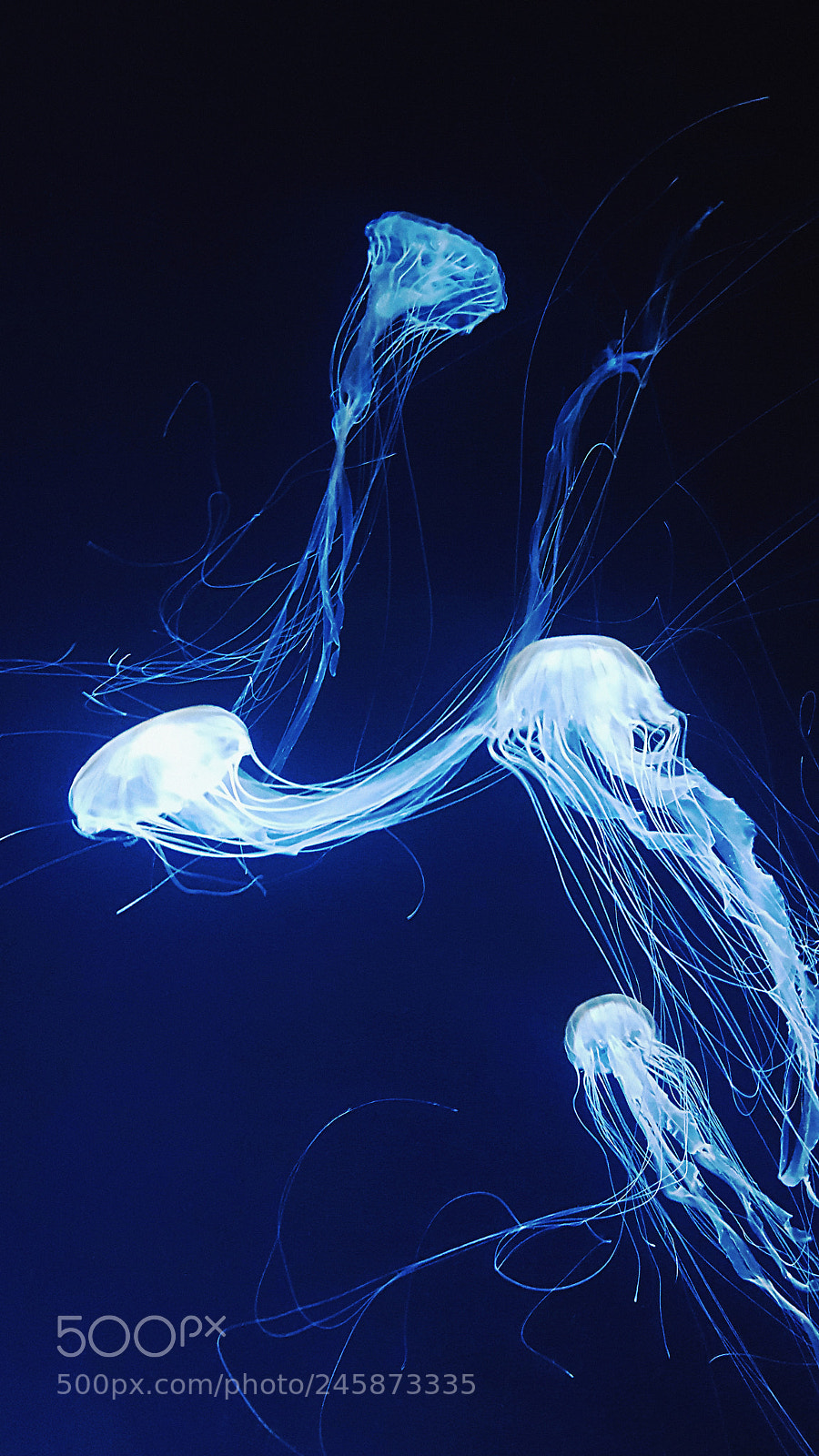 Samsung Galaxy S6 sample photo. Blue lit jellyfish photography