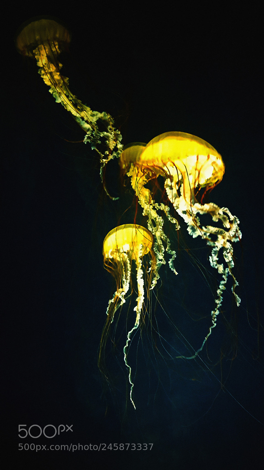 Samsung Galaxy S6 sample photo. Yellow lit jellyfish photography