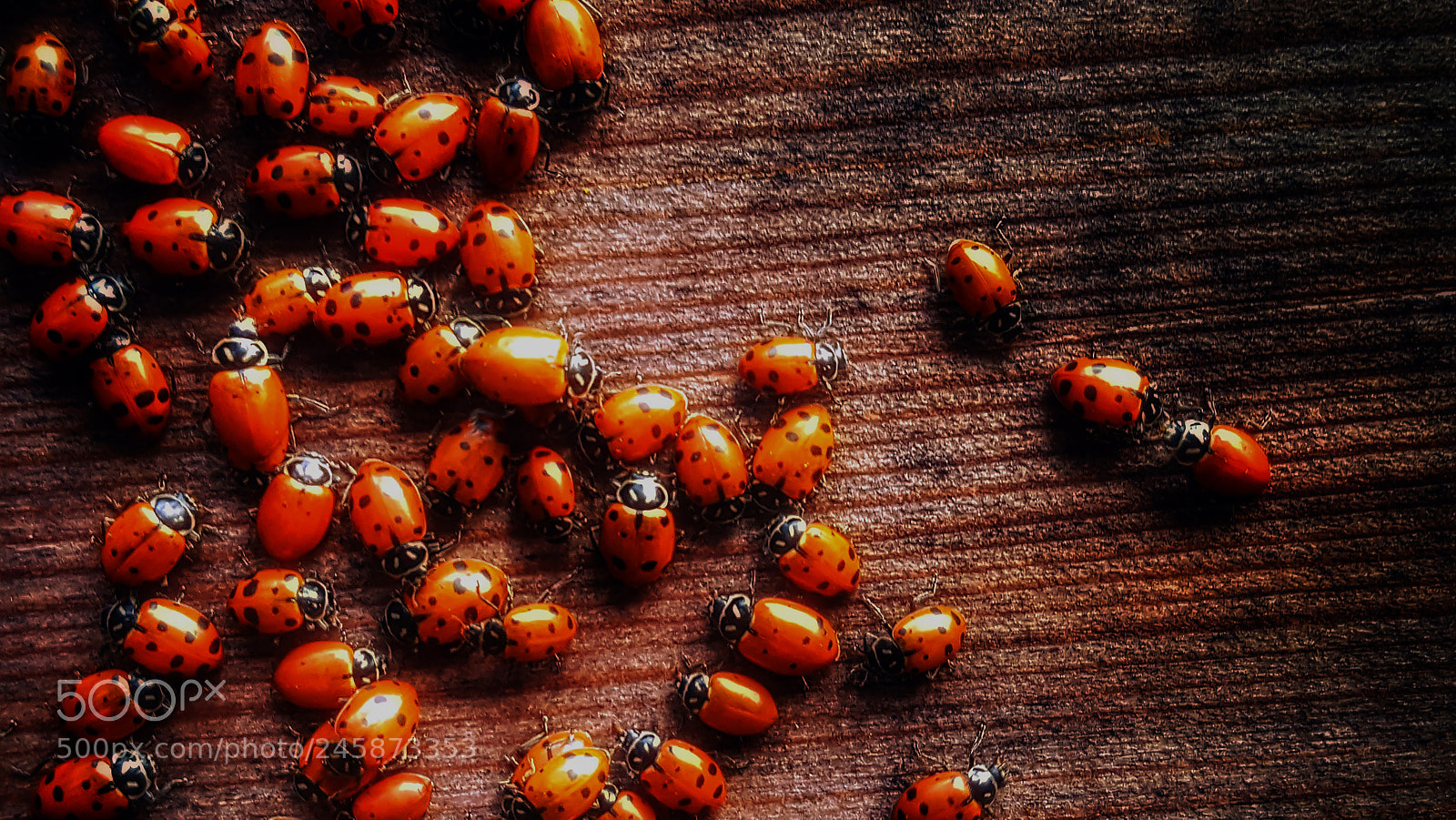 Samsung Galaxy S6 sample photo. Ladybugs photography