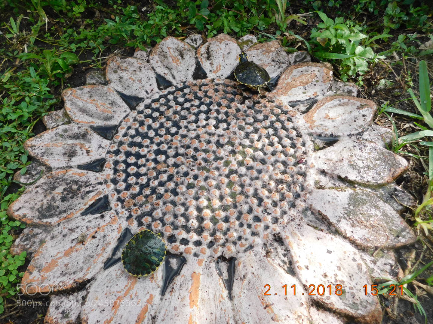 Nikon Coolpix B500 sample photo. Turtles??? photography
