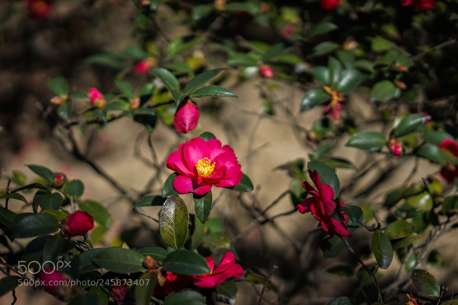 Sony a7 II sample photo. Camellia japonica. photography