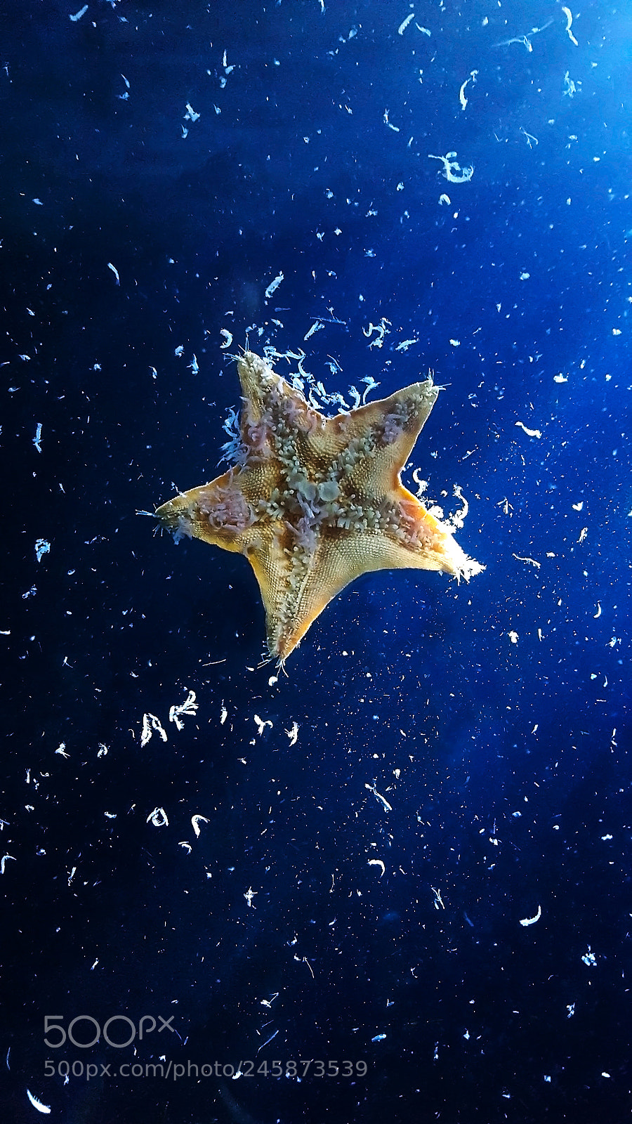 Samsung Galaxy S6 sample photo. Starfish photography