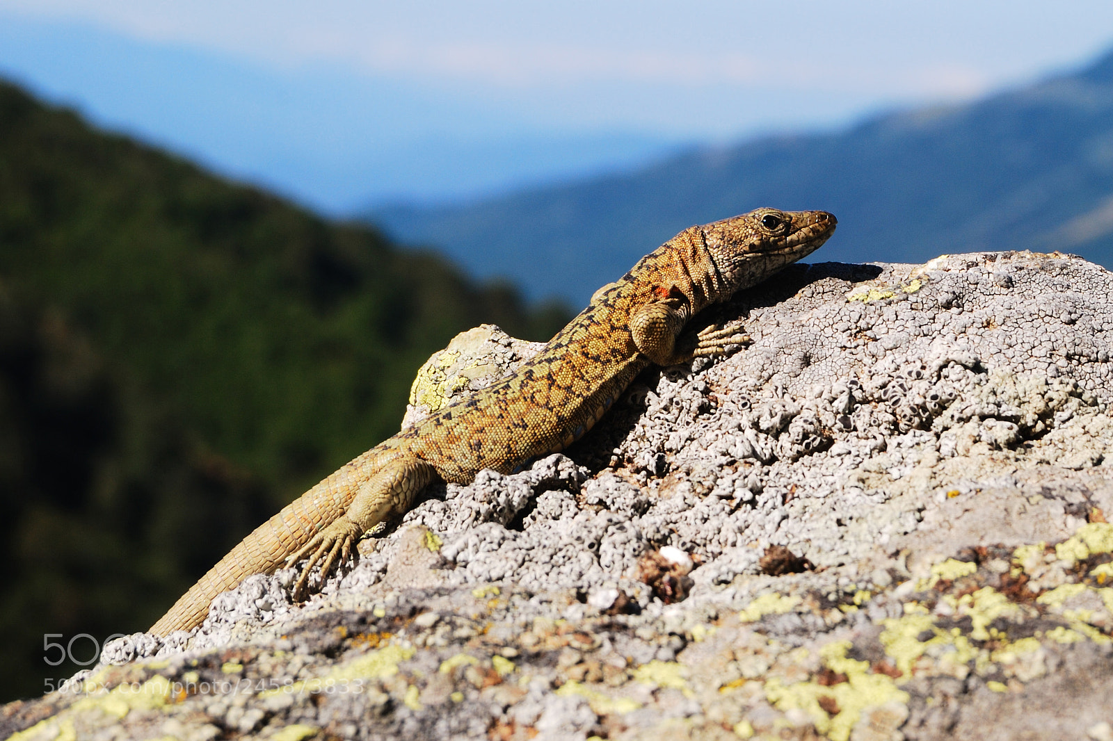 Nikon D60 sample photo. Lezard photography