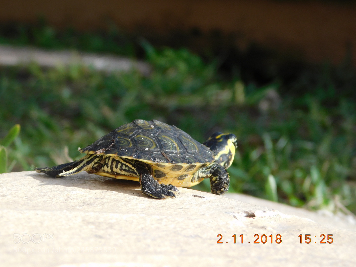 Nikon Coolpix B500 sample photo. ? photography