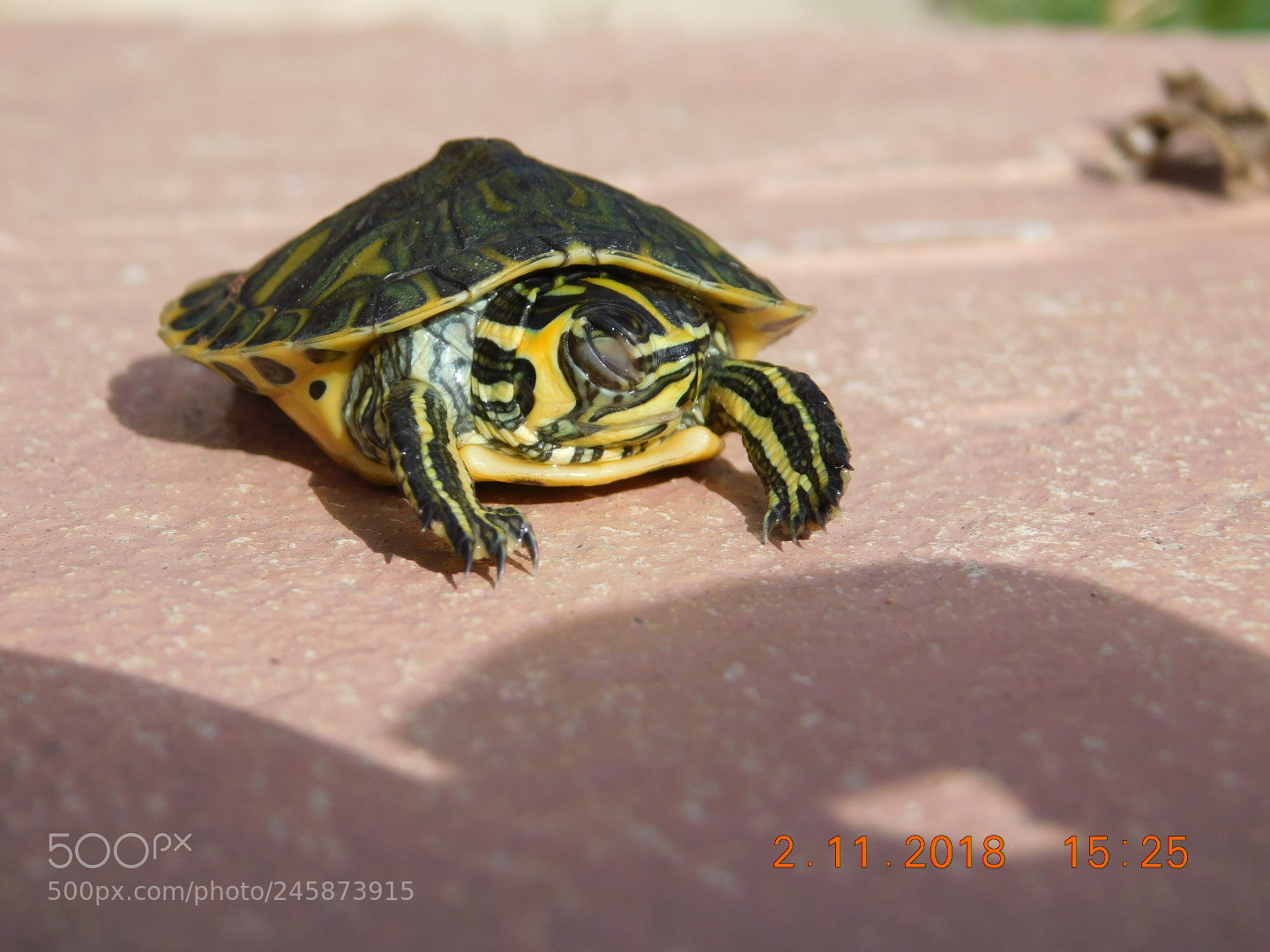 Nikon Coolpix B500 sample photo. ? photography