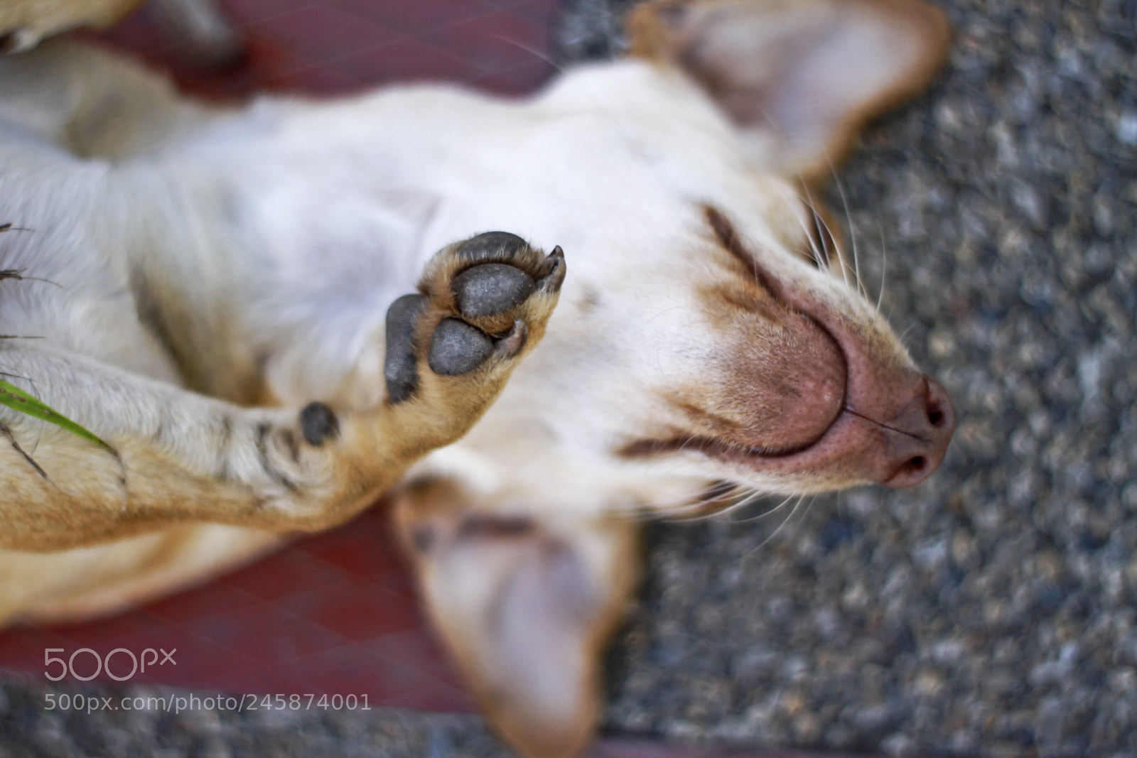 Canon EOS 50D sample photo. Candy photography