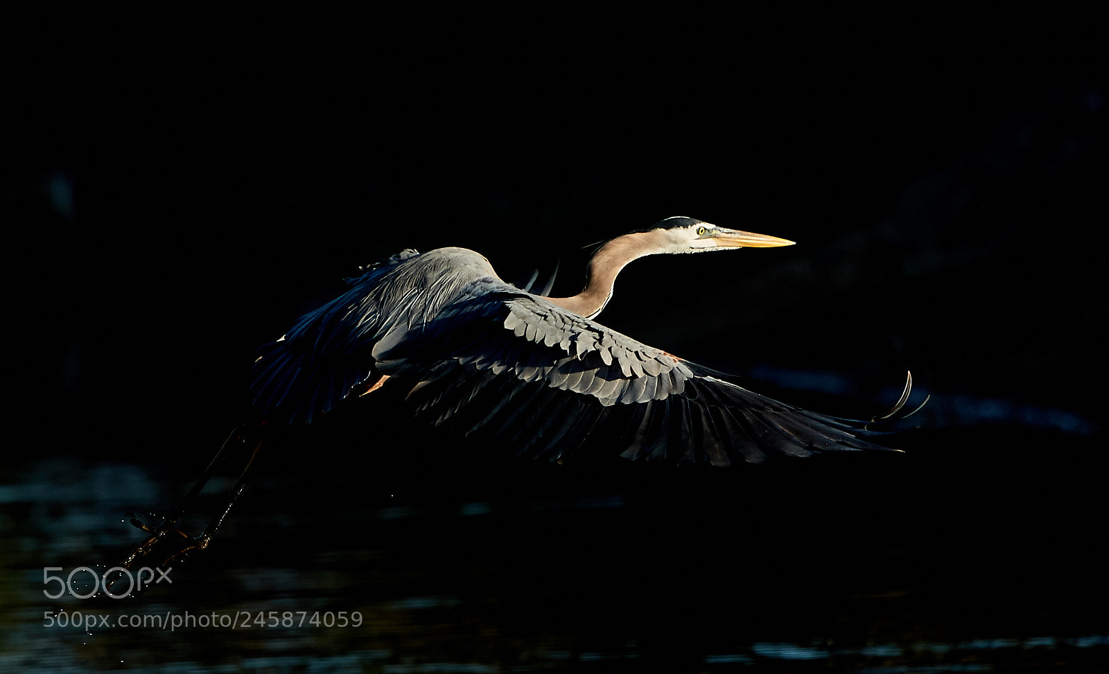 Canon EOS-1D X Mark II sample photo. 02-12-18-0003501.jpg photography