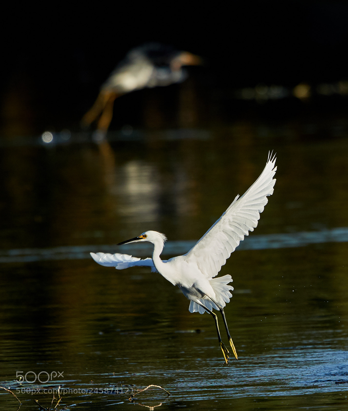 Canon EOS-1D X Mark II sample photo. 02-12-18-0003493.jpg photography