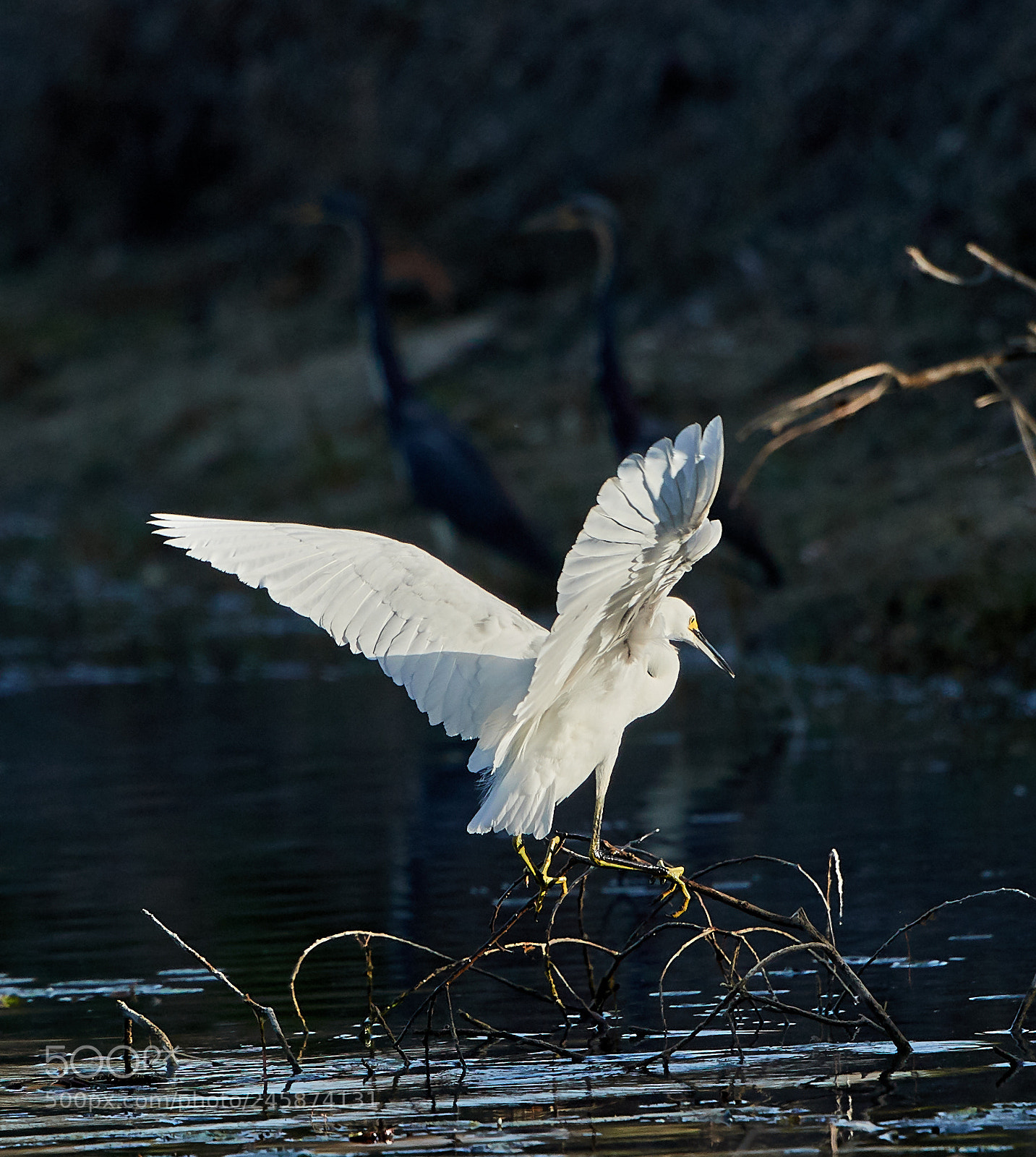Canon EOS-1D X Mark II sample photo. 02-12-18-0003489.jpg photography