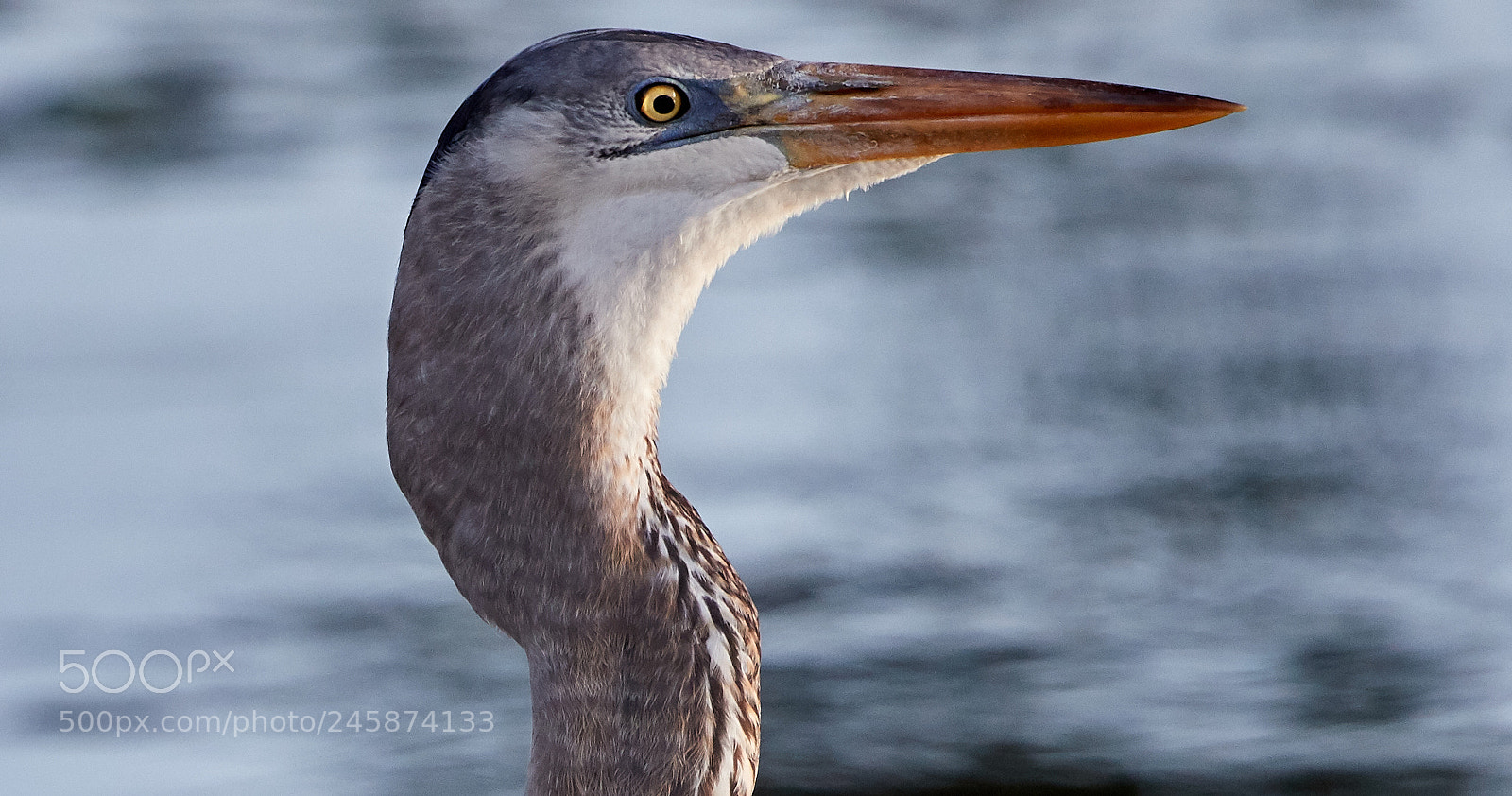 Canon EOS-1D X Mark II sample photo. 02-12-18-0003487.jpg photography