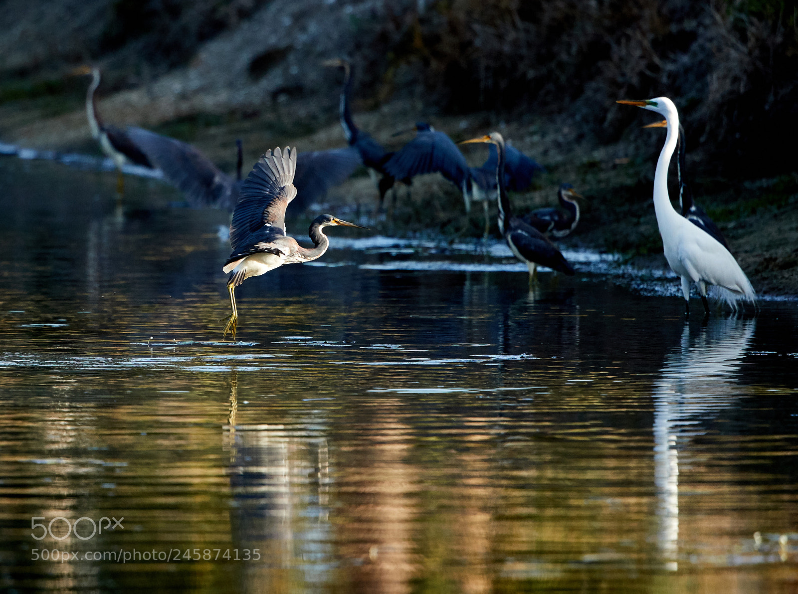 Canon EOS-1D X Mark II sample photo. 02-12-18-0003486.jpg photography