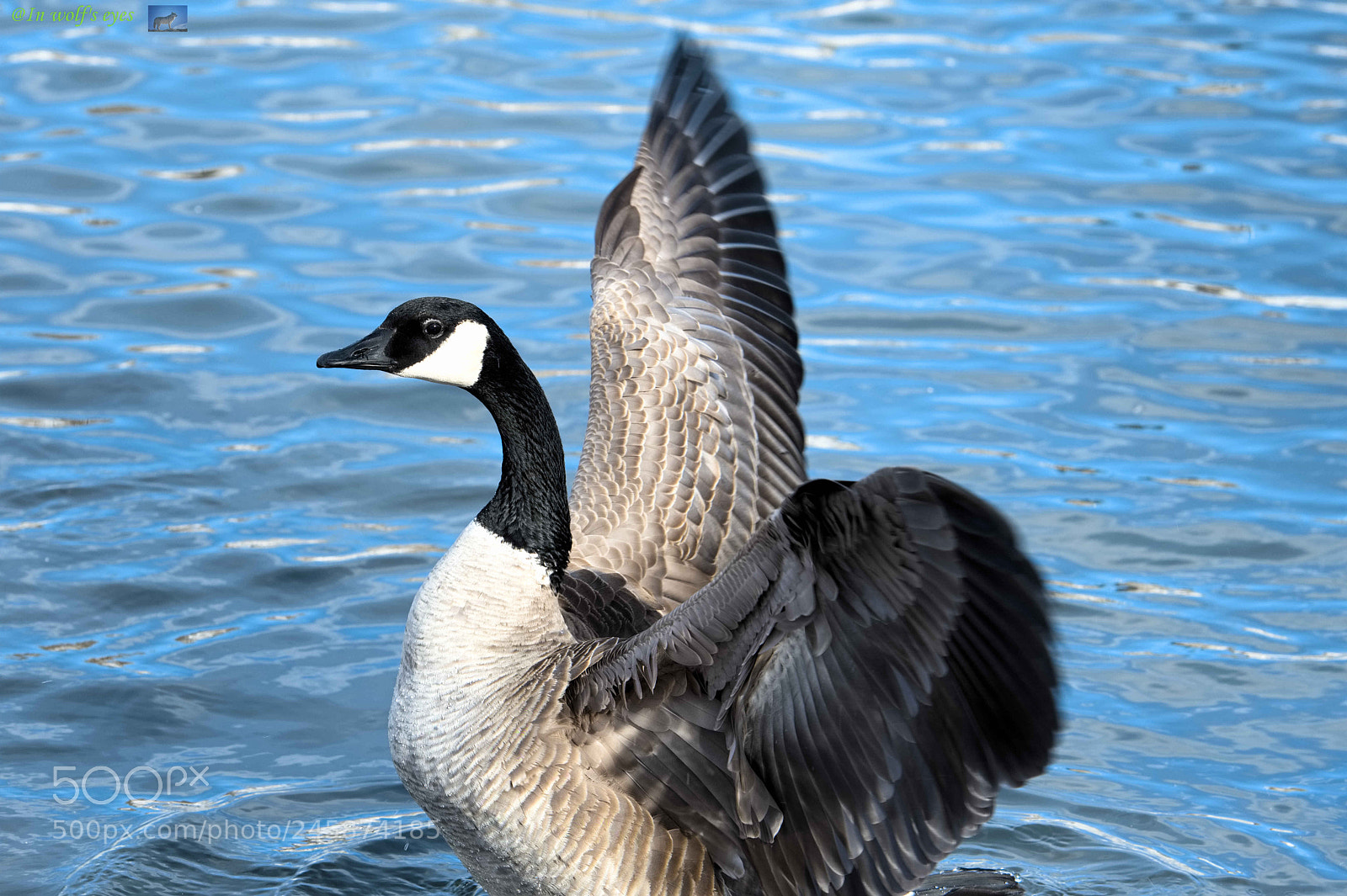 Nikon D500 sample photo. Dancing, canadian goose photography