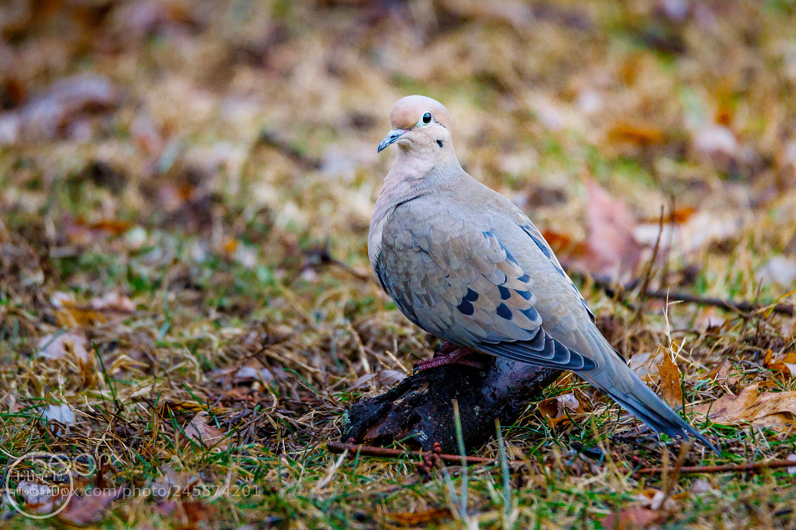 Canon EOS 6D Mark II sample photo. Mourning dove photography