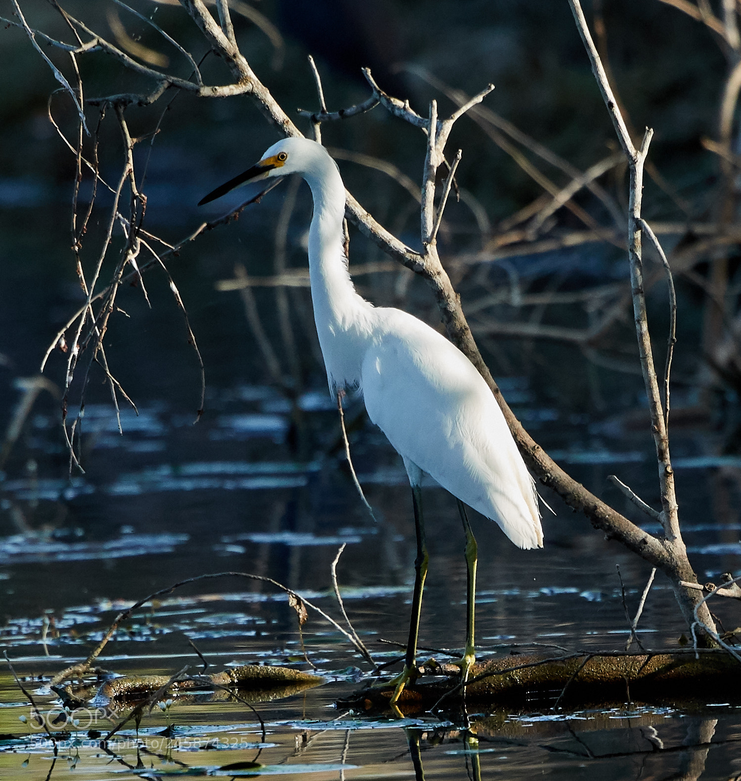 Canon EOS-1D X Mark II sample photo. 02-12-18-0003468.jpg photography