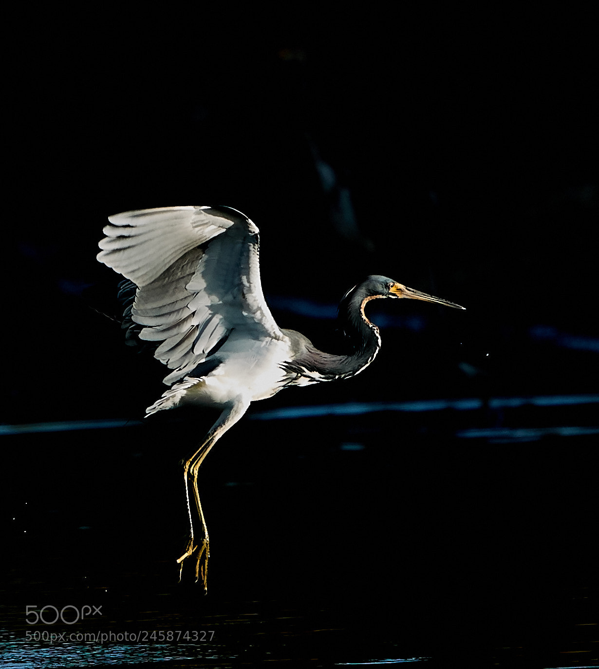 Canon EOS-1D X Mark II sample photo. 02-12-18-0003465.jpg photography