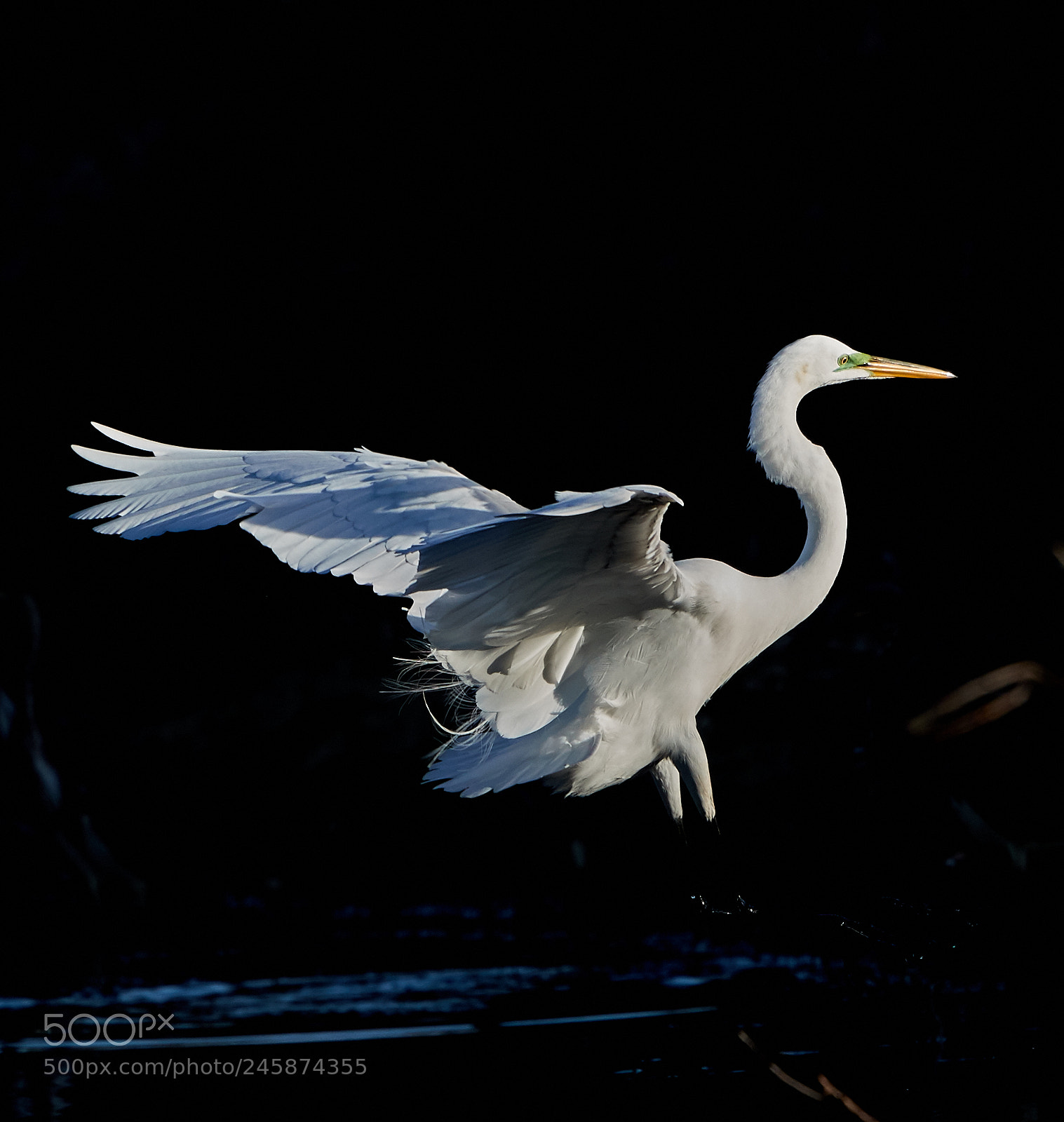 Canon EOS-1D X Mark II sample photo. 02-12-18-0003464.jpg photography