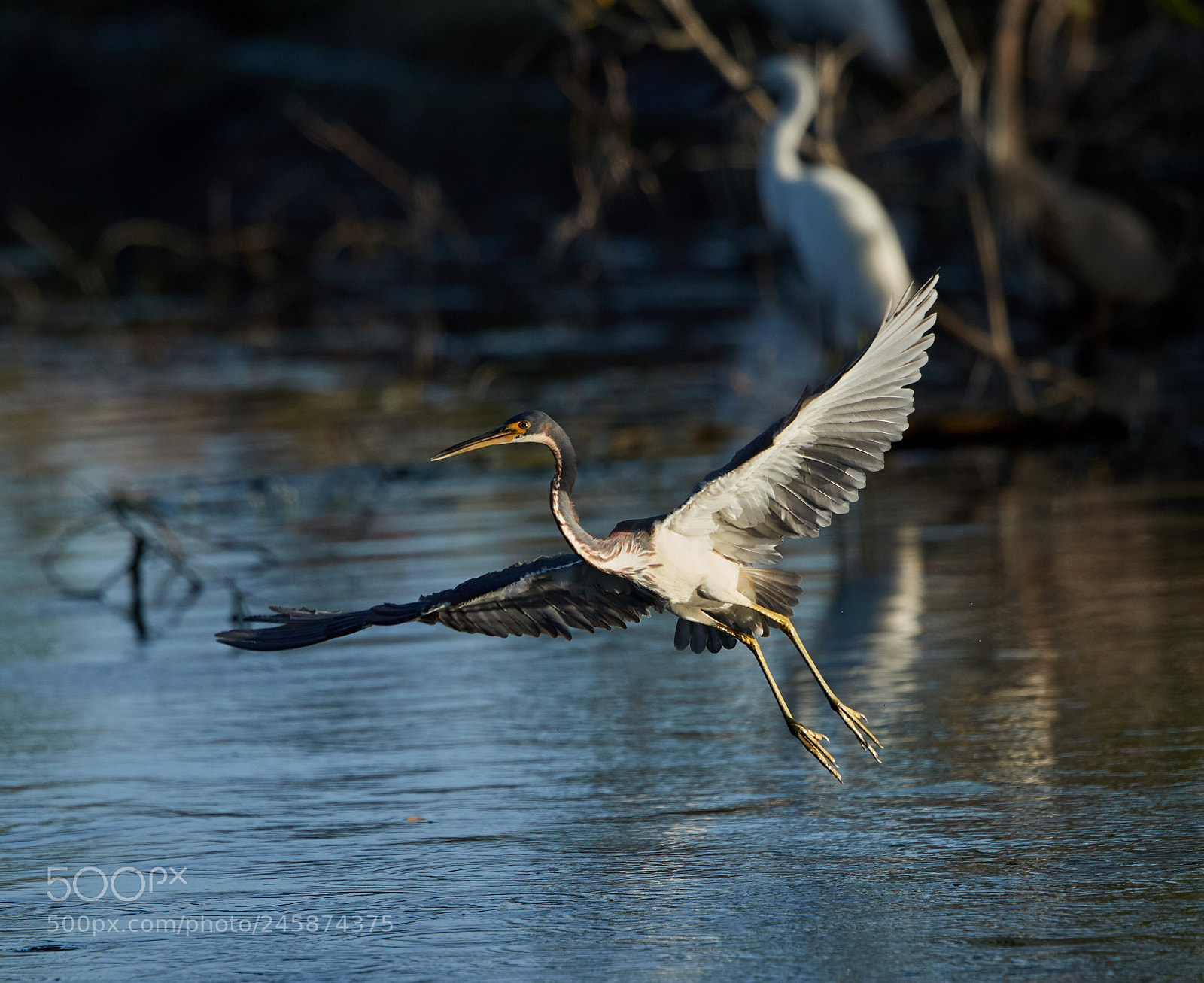Canon EOS-1D X Mark II sample photo. 02-12-18-0003458.jpg photography
