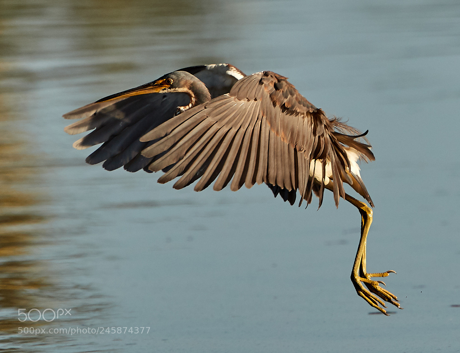 Canon EOS-1D X Mark II sample photo. 02-12-18-0003457.jpg photography