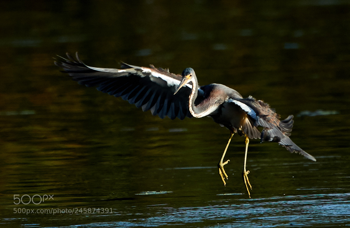 Canon EOS-1D X Mark II sample photo. 02-12-18-0003453.jpg photography