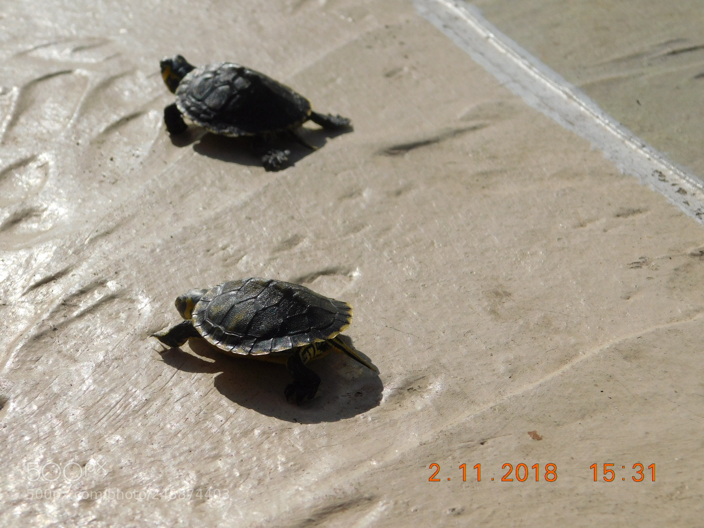 Nikon Coolpix B500 sample photo. ?? photography