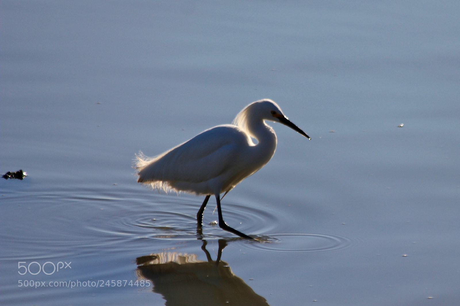 Canon EOS 550D (EOS Rebel T2i / EOS Kiss X4) sample photo. Snowy egret in the photography