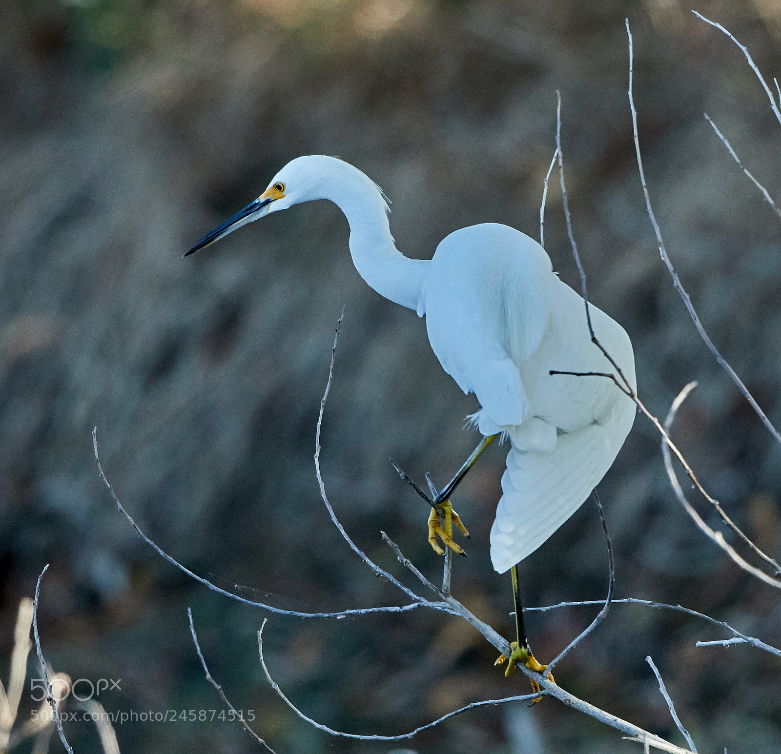 Canon EOS-1D X Mark II sample photo. 02-12-18-0003445.jpg photography