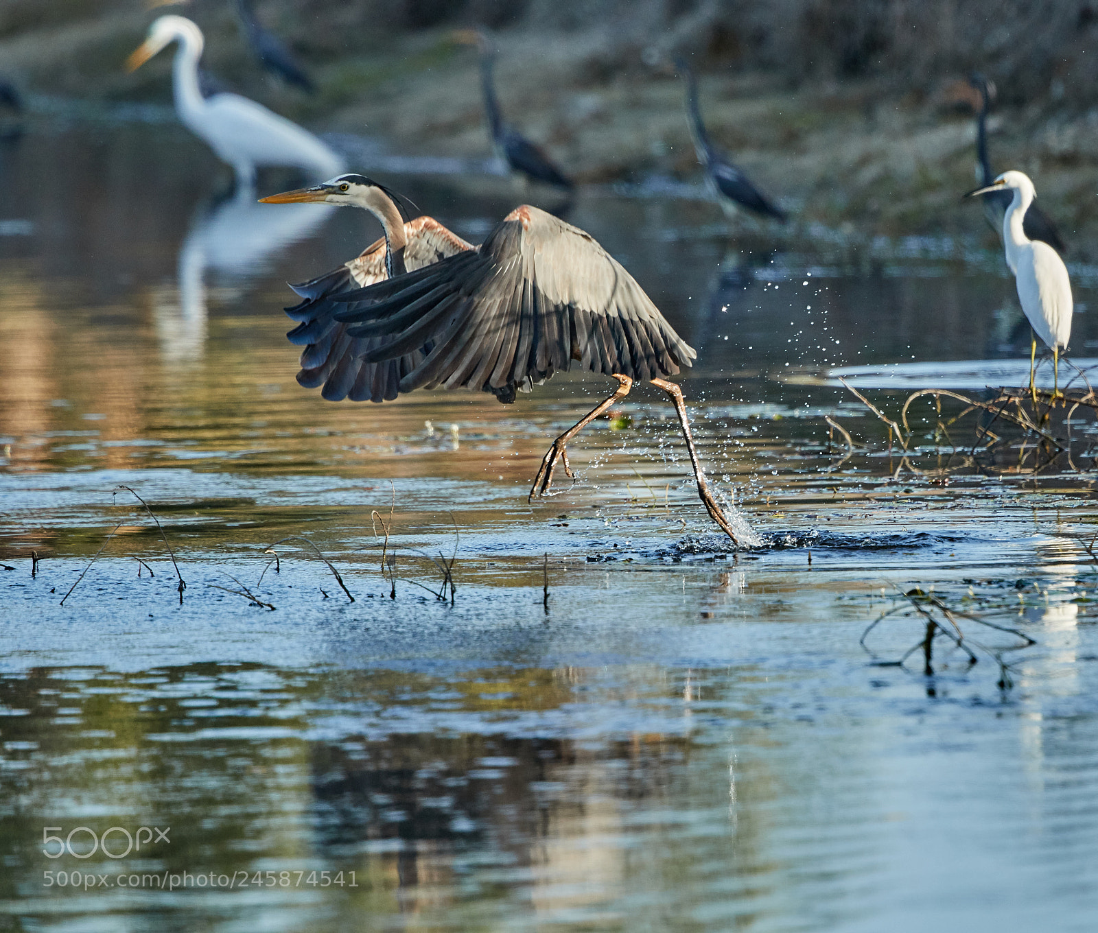 Canon EOS-1D X Mark II sample photo. 02-12-18-0003436.jpg photography
