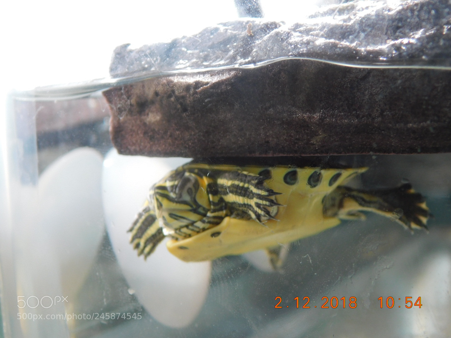 Nikon Coolpix B500 sample photo. ? photography