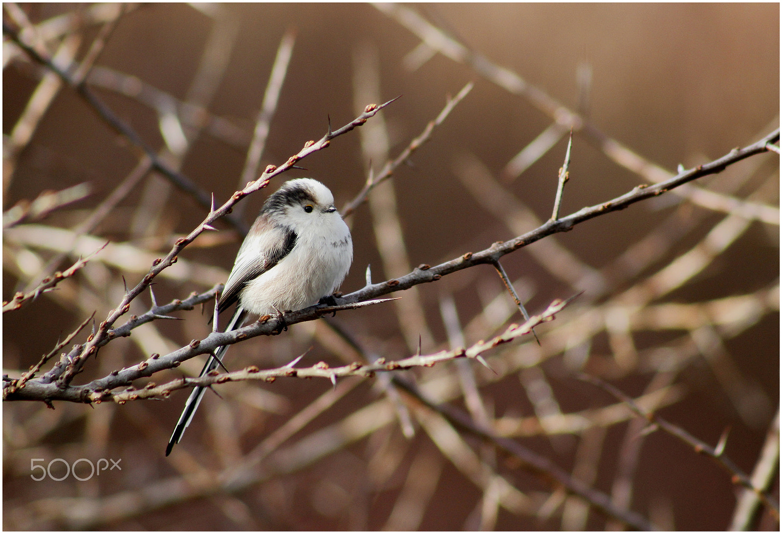 Canon EOS 1300D (EOS Rebel T6 / EOS Kiss X80) + EF75-300mm f/4-5.6 sample photo. Staartmees/ tail tit photography