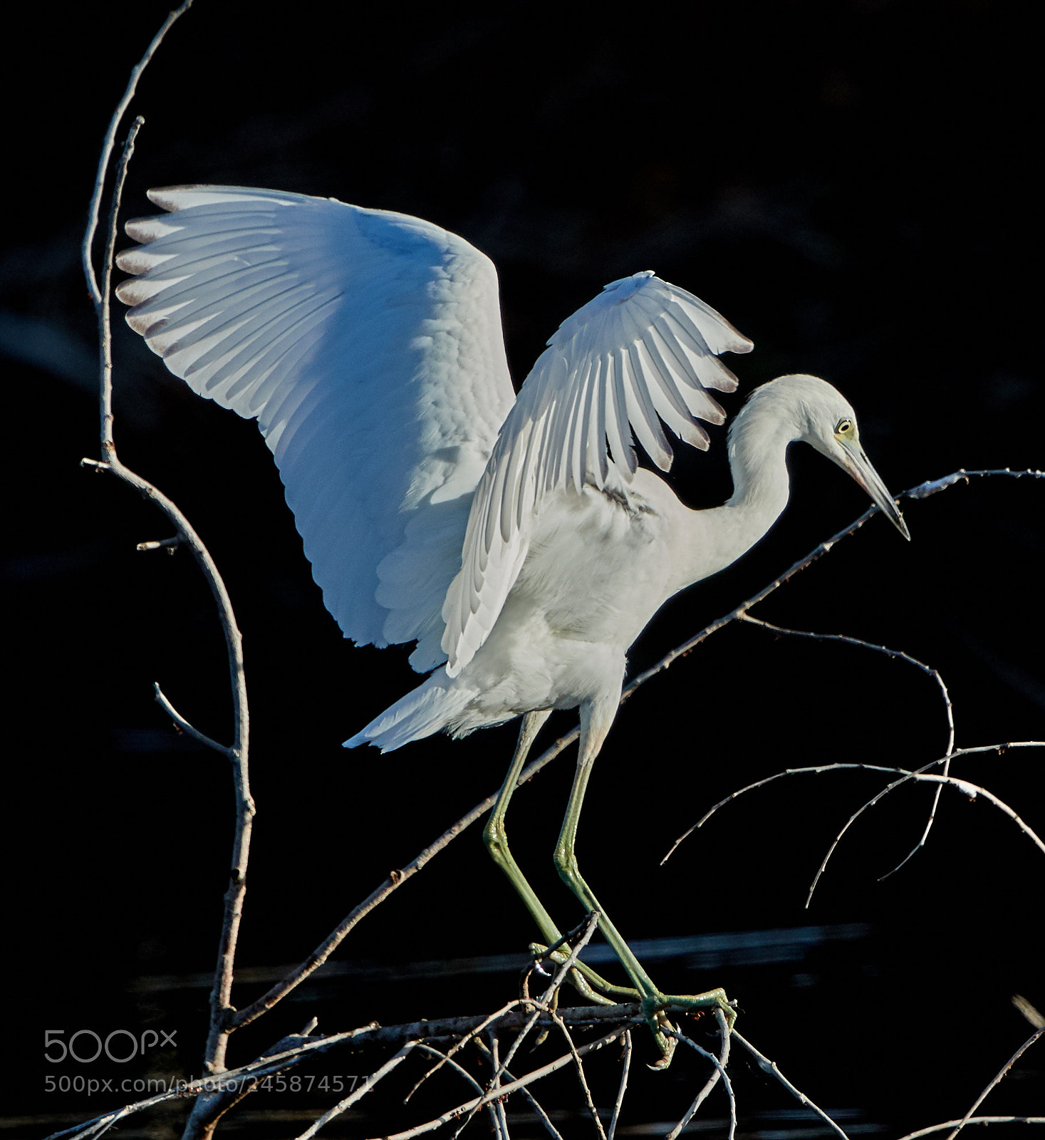 Canon EOS-1D X Mark II sample photo. 02-12-18-0003434.jpg photography