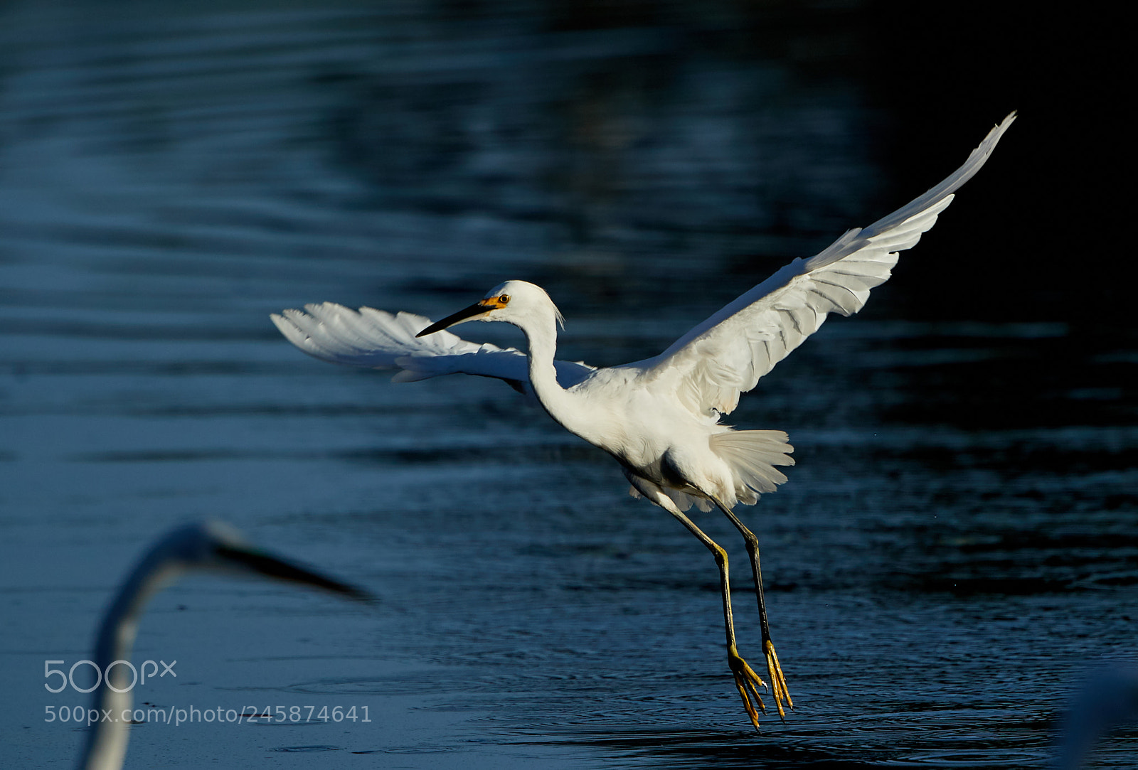 Canon EOS-1D X Mark II sample photo. 02-12-18-0003430.jpg photography