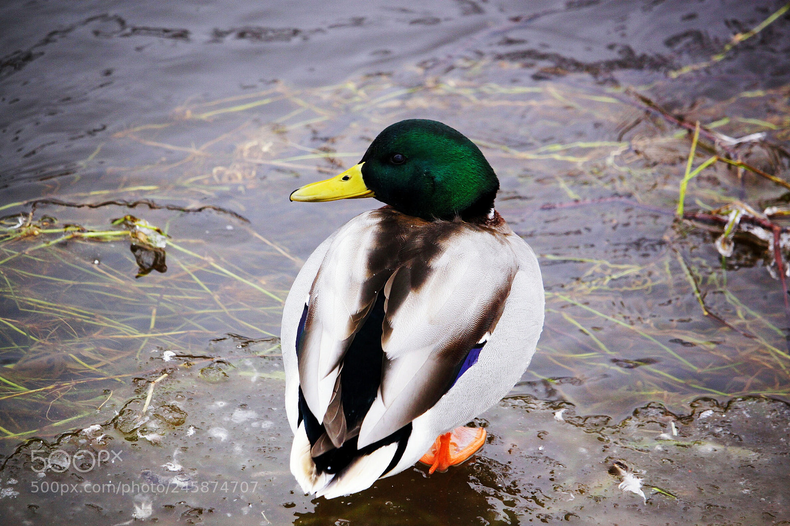 Canon EOS 500D (EOS Rebel T1i / EOS Kiss X3) sample photo. Duck photography