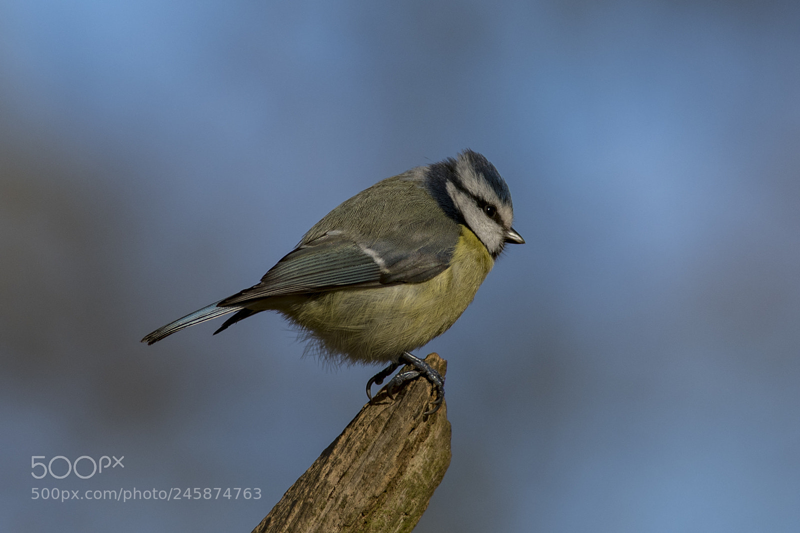 Nikon D850 sample photo. Blue tit photography