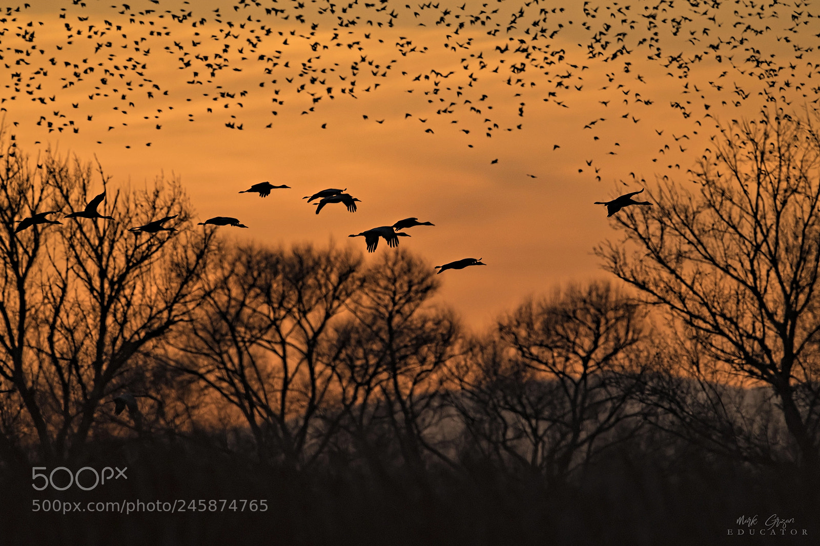 Nikon D850 sample photo. California central valley migrations photography