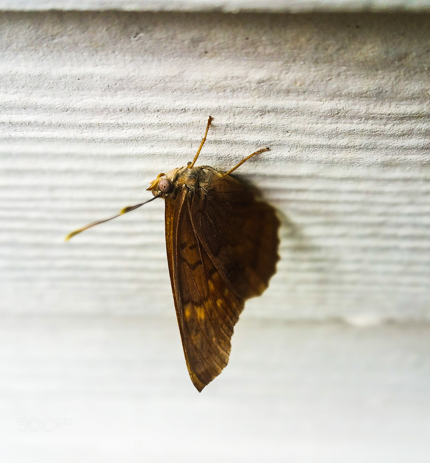 Samsung Galaxy Note4 sample photo. Wings photography