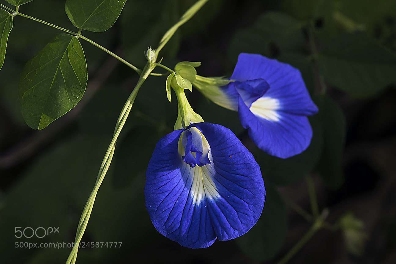 Nikon D810 sample photo. Blue photography