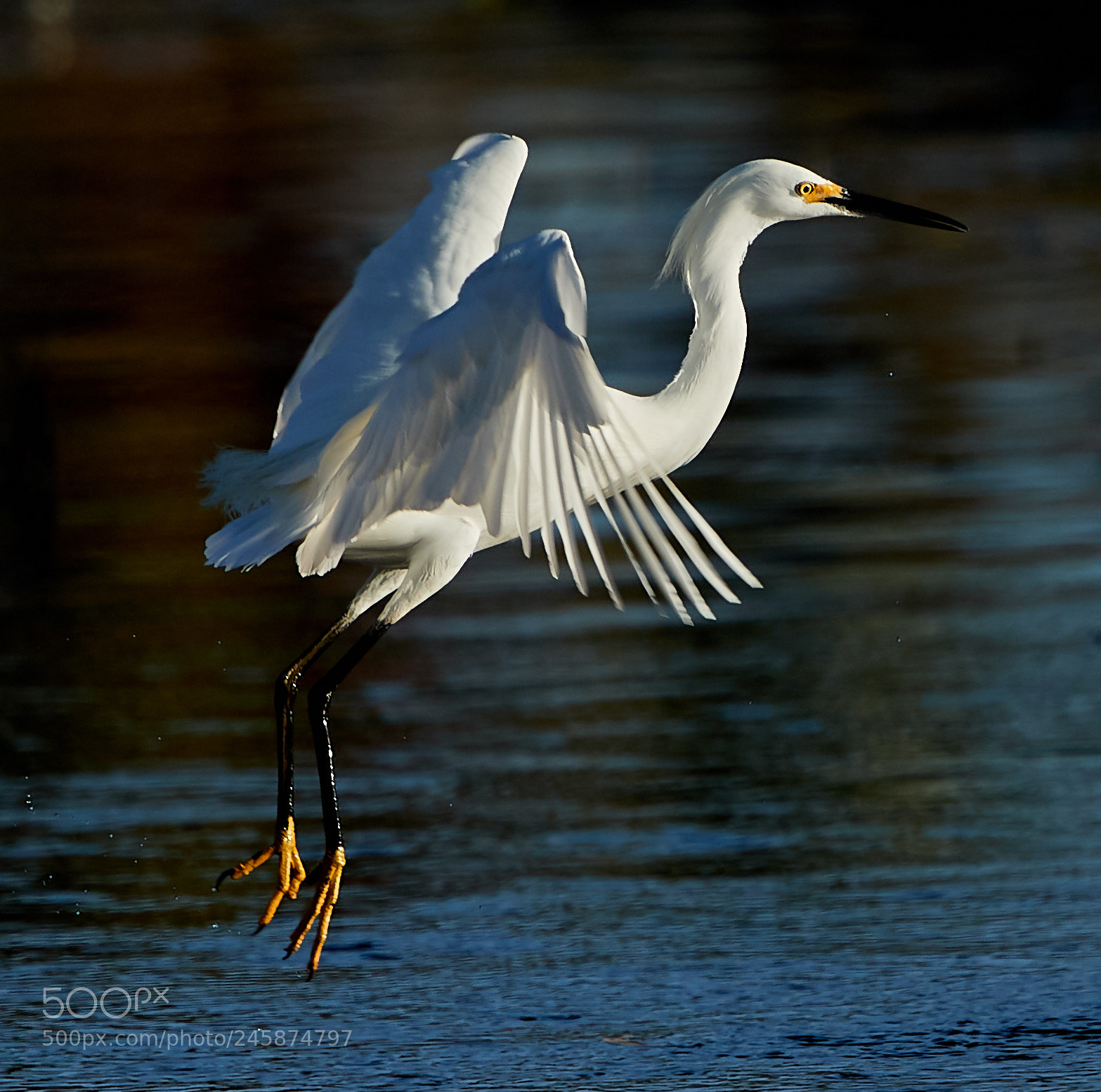 Canon EOS-1D X Mark II sample photo. 02-12-18-0003422.jpg photography