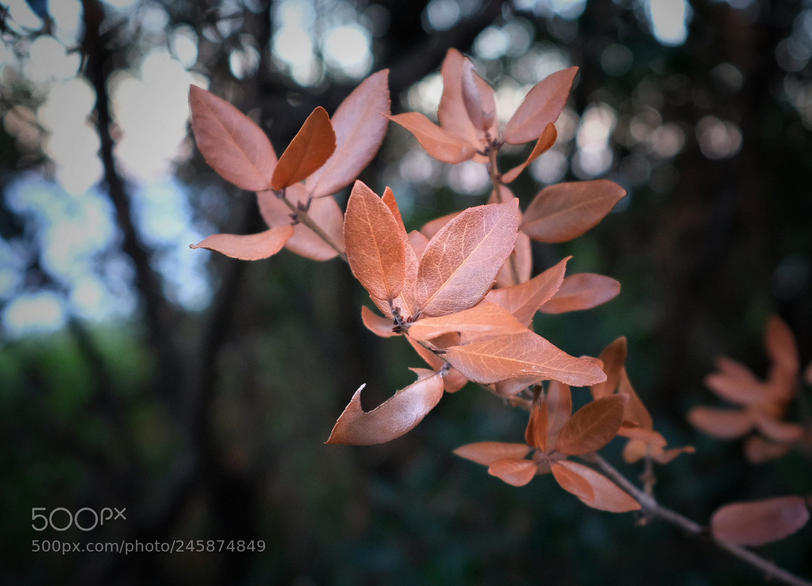 Fujifilm X100F sample photo. ? photography