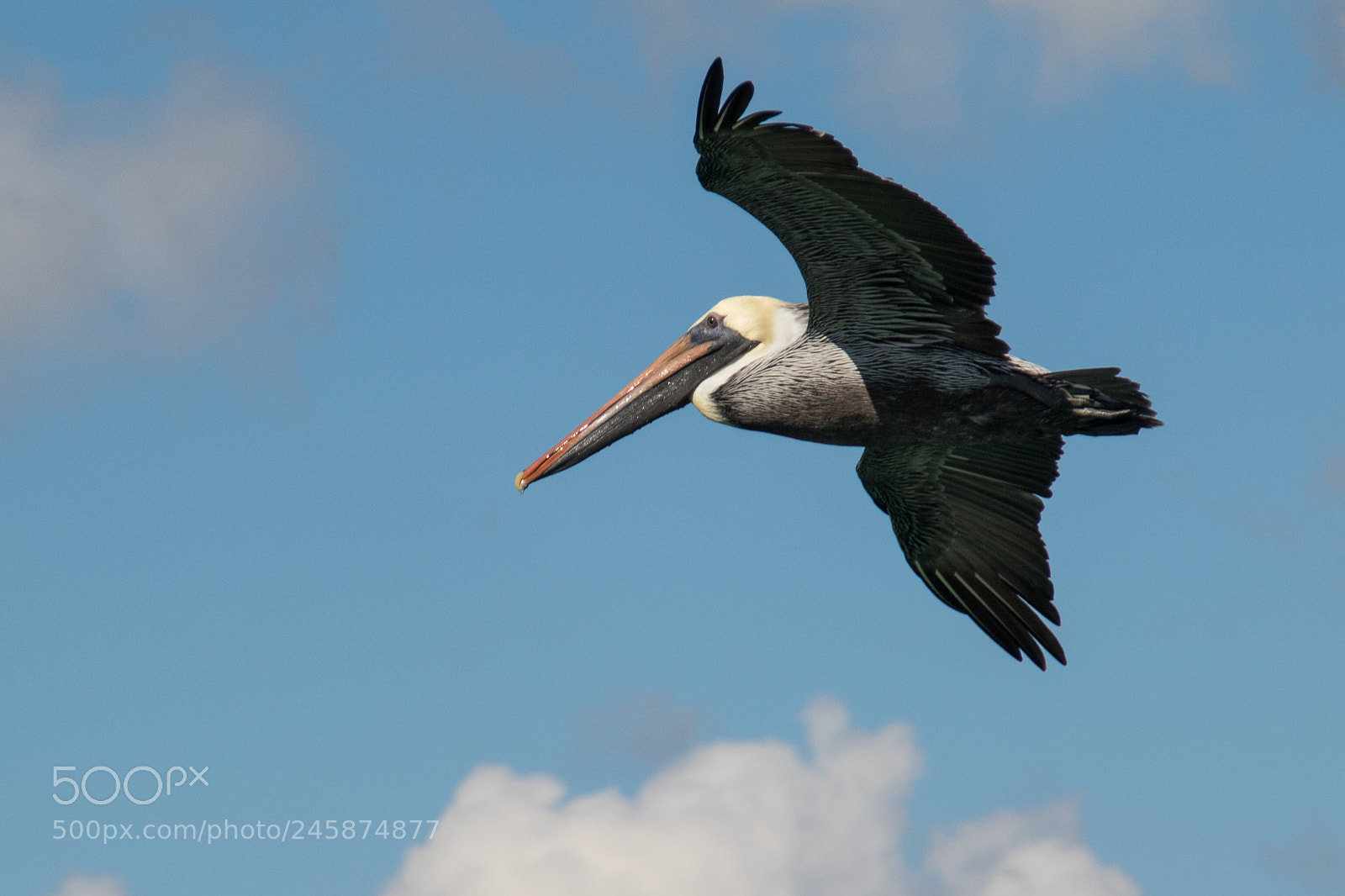 Canon EOS 7D Mark II sample photo. Gliding along photography