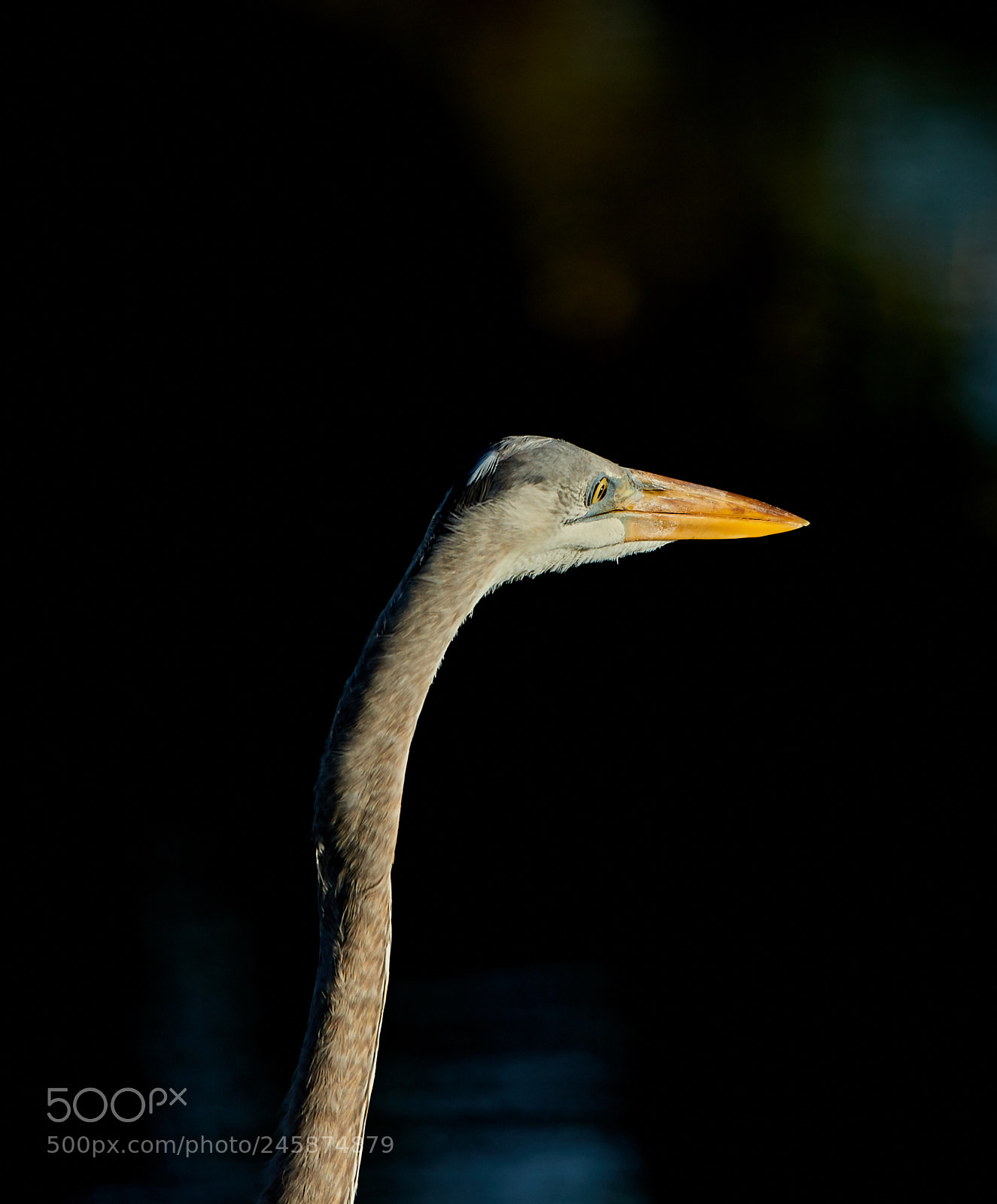 Canon EOS-1D X Mark II sample photo. 02-12-18-0003421.jpg photography