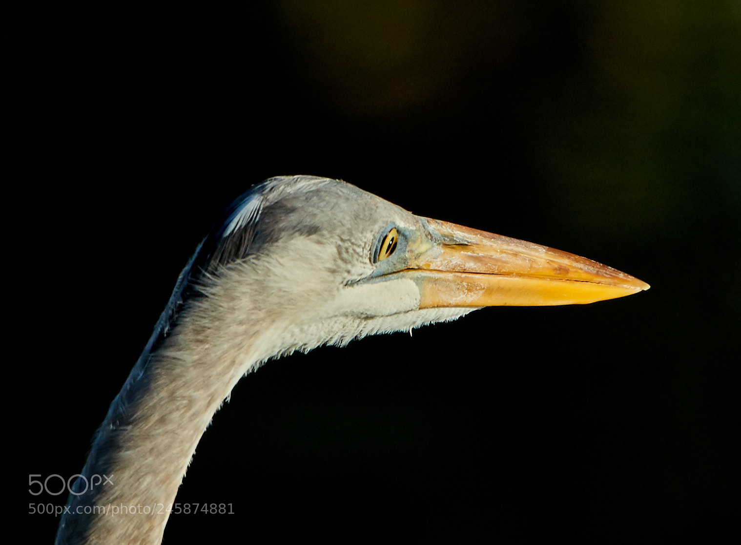 Canon EOS-1D X Mark II sample photo. 02-12-18-0003420.jpg photography
