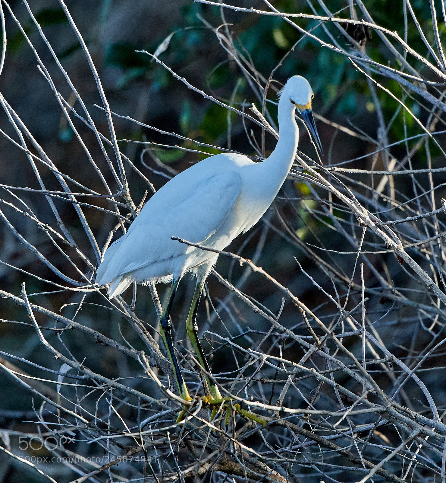 Canon EOS-1D X Mark II sample photo. 02-12-18-0003414.jpg photography