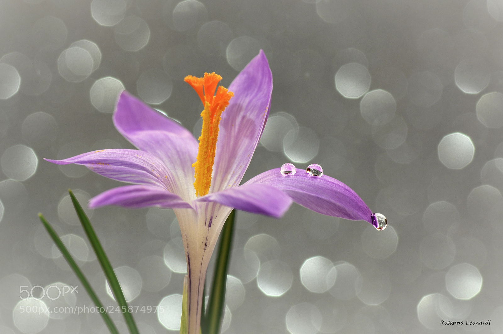 Nikon D7200 sample photo. Crocus photography